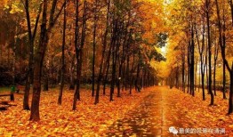 秋天的妈妈最新爆料文案,揭秘秋天妈妈的育儿心得与生活点滴